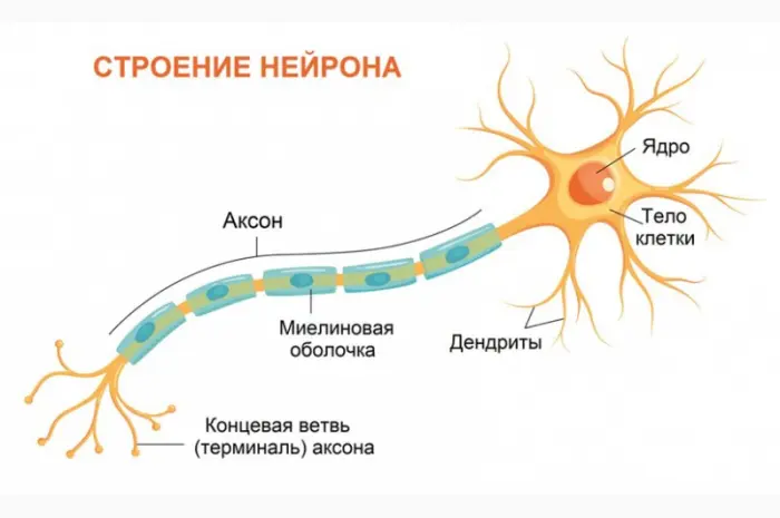 ЭКСТРАКТ ЕЖОВИКА ГРЕБЕНЧАТОГО в порошке Ежевик Герициум Львиная грива- фото № 3
