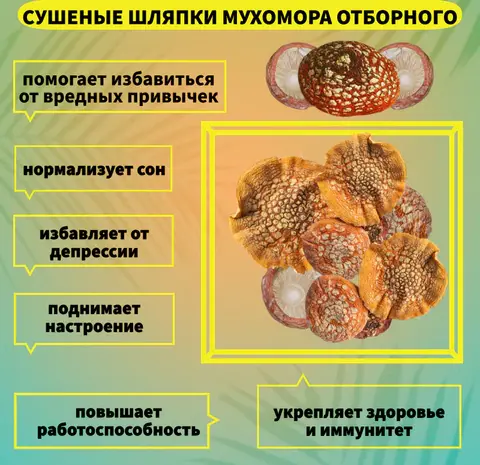 Мухомор Красный Сушеный- фото № 4