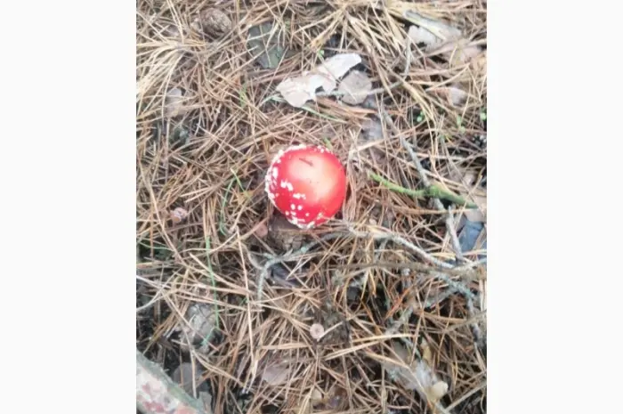 Мухомор красный (Amanita Muscaria)- фото № 2