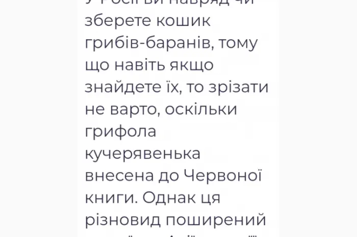 Лікувальний Мейтаке лісовий гриб сушений- фото № 6