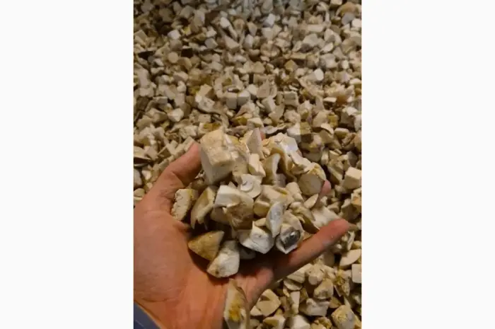 Продаж.Білі гриби морожені ( кубик 1.5×1.5 )- фото № 2