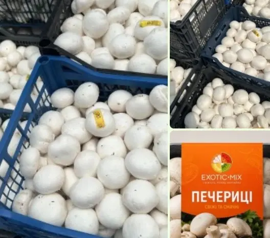 Продам ШАМПІНЬОНИ(печериці) від виробника(Київська область)- фото № 1