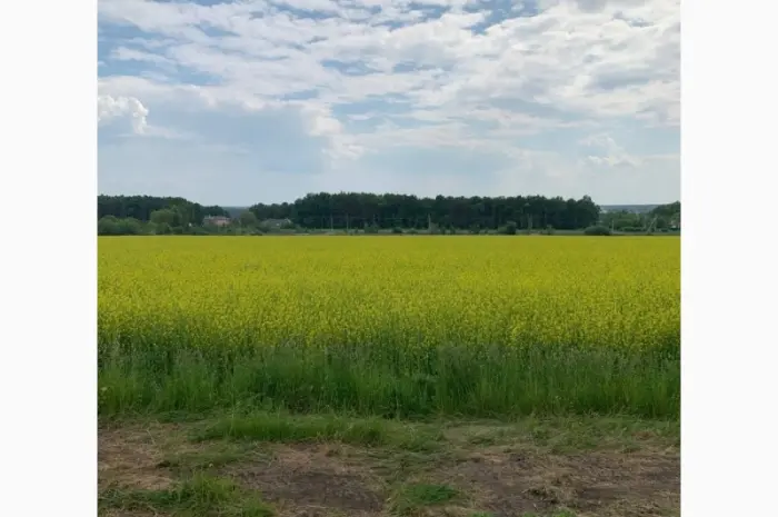 Насіння Гірчиця Озима сорт- фото № 1