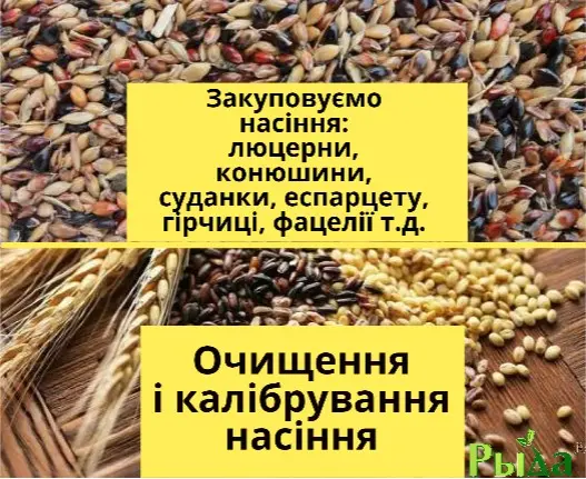 Купуємо насіння гірчиці- фото № 1