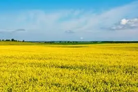 Компанія здійснює закупівлю ріпаку- фото № 1