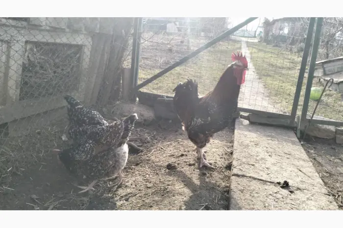 Продам інкубаційне яйце лівенської ситцевої- фото № 2