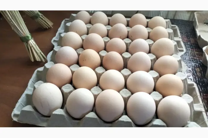 Продам інкубаційне яйце лівенської ситцевої- фото № 3