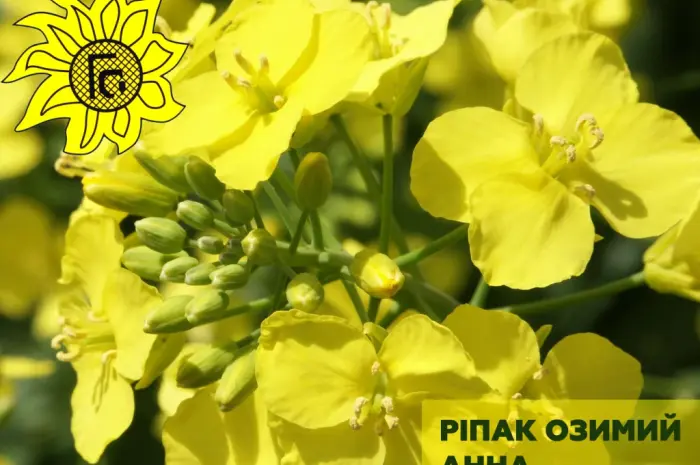 Насіння ріпаку озимого Анна від виробника- фото № 1