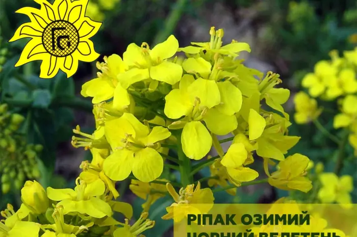 Насіння озимого ріпаку Чорний Велетень від виробника- фото № 1