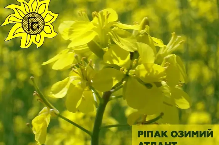 Насіння ріпаку озимого Атлант від виробника- фото № 1