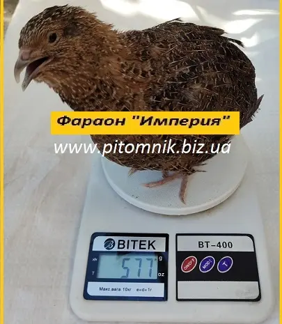 Інкубаційні яйця перепела Фараон Імперський- фото № 2