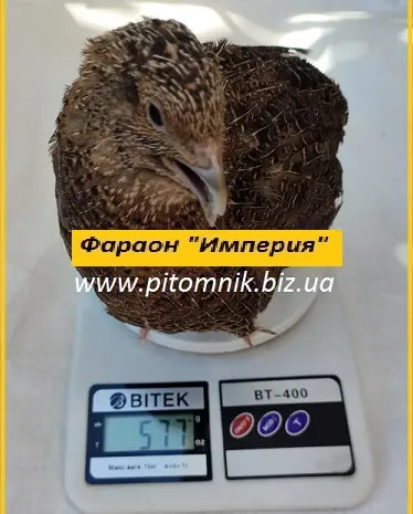Інкубаційні яйця перепела Фараон Імперський- фото № 3