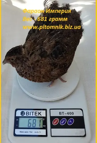 Яйца инкубационные перепела Фараон Имперский ("Империя")- фото № 1