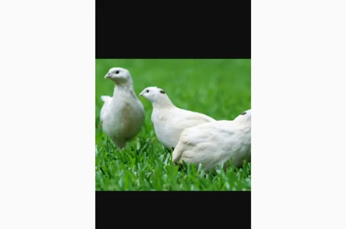 Перепел техасец несушка- фото № 2