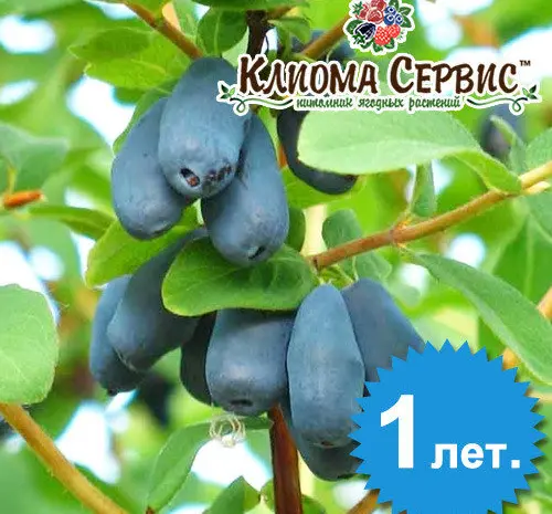 Продам саджанці жимолості сорт Каріна (контейнер 0.5 л)- фото № 2