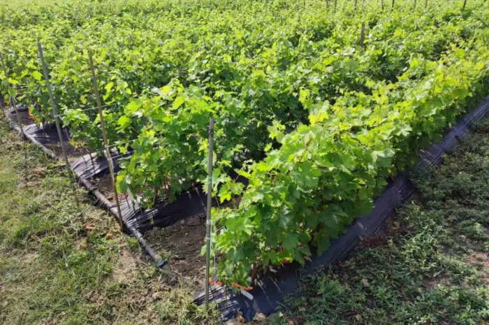 Саджанці винограду тільки найкращі світові сорти. Великий вибір сортів- фото № 2