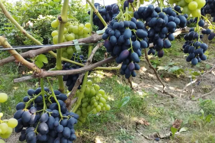 Продам Саджанці Столових та винних сортів винограду- фото № 3