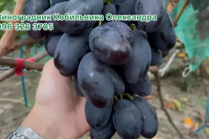 Продам Саджанці Столових та винних сортів винограду- фото № 4