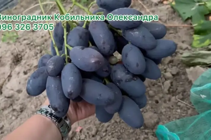 Продам Саджанці Столових та винних сортів винограду- фото № 5