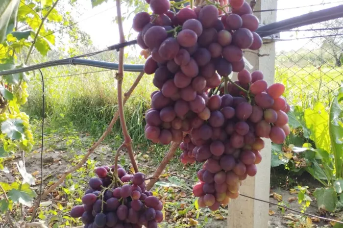 Продам Саджанці винних та столових сортів винограду- фото № 9