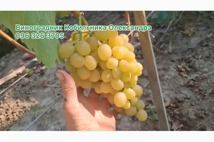 Продам Саджанці винних та столових сортів винограду- фото № 1