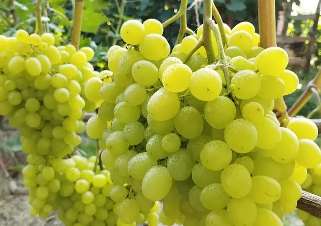 Продам Саджанці винних та столових сортів винограду- фото № 3