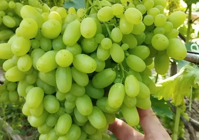 Продам Саджанці винних та столових сортів винограду- фото № 6