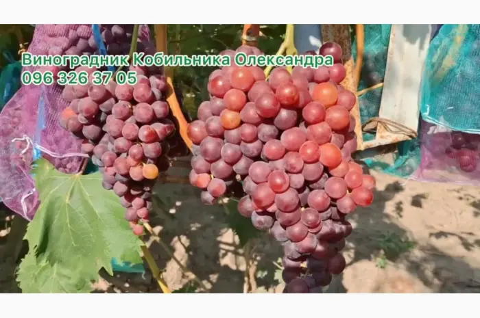 Продам Саджанці винних та столових сортів винограду- фото № 7