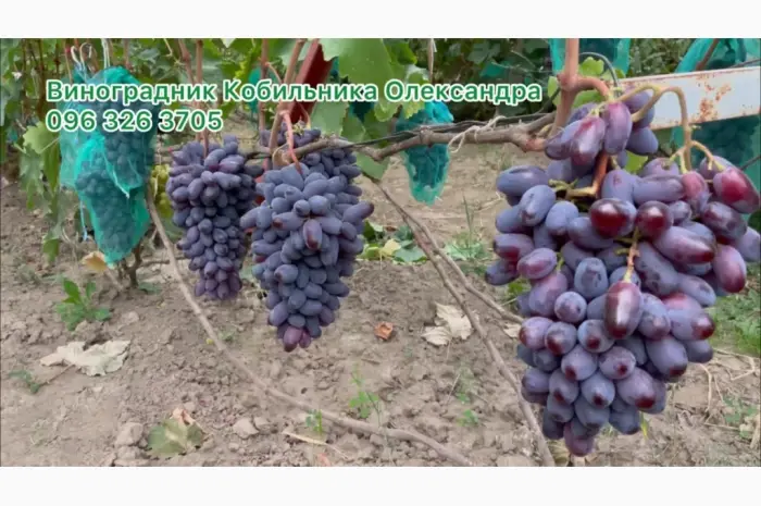 Продам Саджанці винних та столових сортів винограду- фото № 8