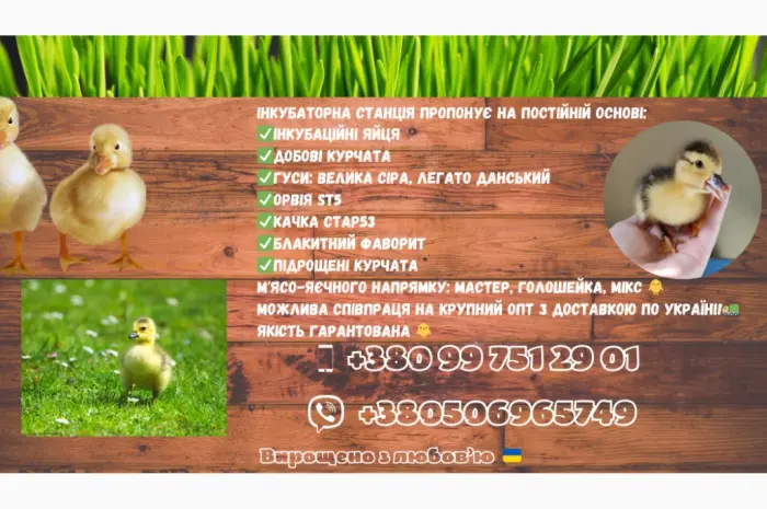 Добові каченята Орвія- фото № 3