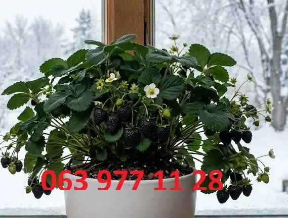 Полуниця кімнатна зимового плодоношення чорноплодна - vdala.pro- фото № 1