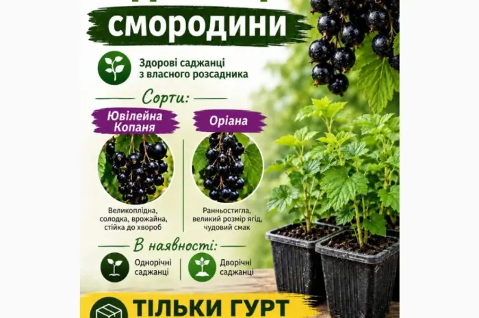 Саджанці смородини Гурт Сертифіковані- фото № 1