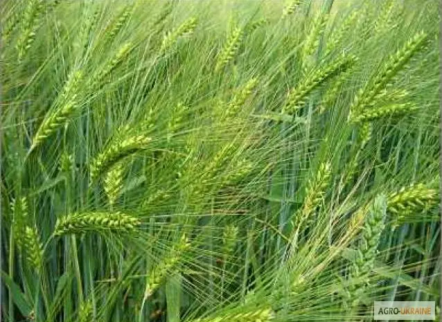 Продаем семена ярового ячменя - сорт ГЕЛИОС. Элита и 1 репродукция- фото № 1