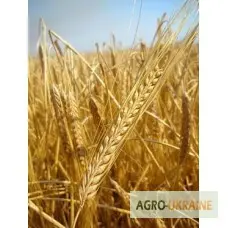 Продаем семена ярового ячменя - сорт СТАЛКЕР. Элита и 1 репродукция- фото № 1
