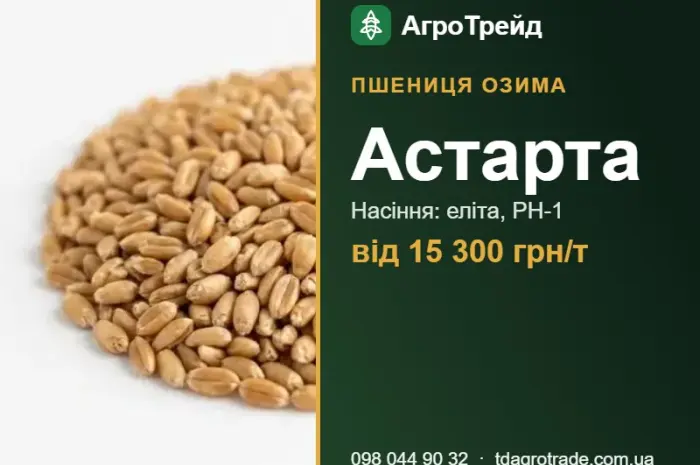 Пшениця Астарта — насіння, від 15 300 грн/т- фото № 1