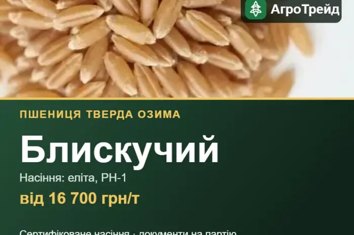 Пшениця тверда Блискучий — насіння- фото № 1