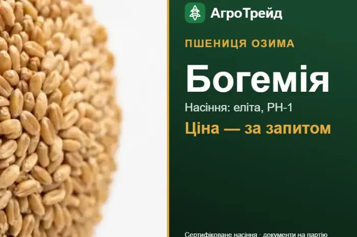 Пшениця Богемія — насіння еліта, РН-1- фото № 1