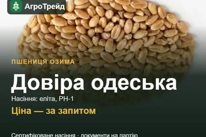 Пшениця Довіра одеська — насіння еліта, РН-1- фото № 1