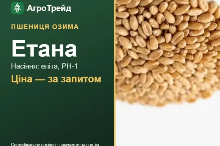 Пшениця Етана — насіння еліта, РН-1- фото № 1