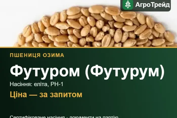 Пшениця Футуром (Футурум) — насіння еліта, РН-1- фото № 1