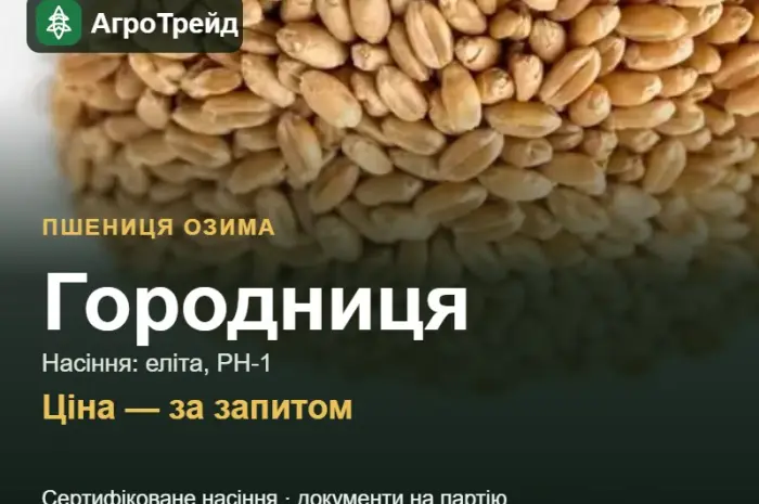 Пшениця Городниця — насіння еліта, РН-1- фото № 1