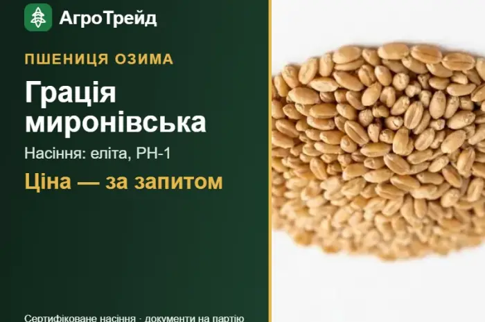 Пшениця Грація миронівська — насіння еліта, РН-1- фото № 1