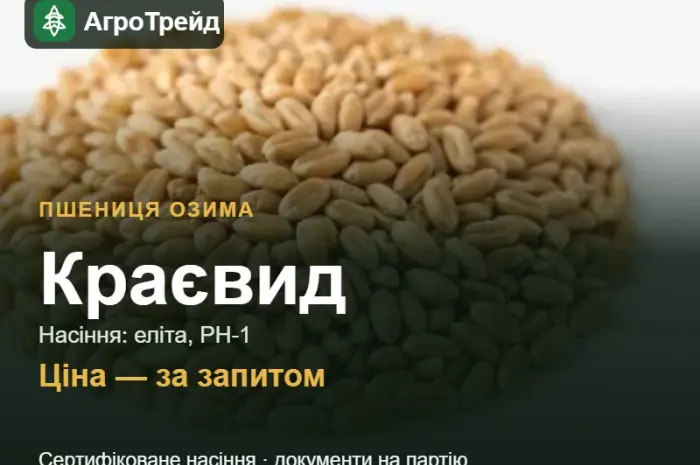 Пшениця Краєвид — насіння еліта, РН-1- фото № 1