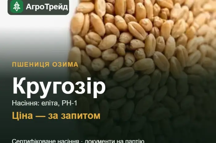 Пшениця Кругозір — насіння еліта, РН-1- фото № 1