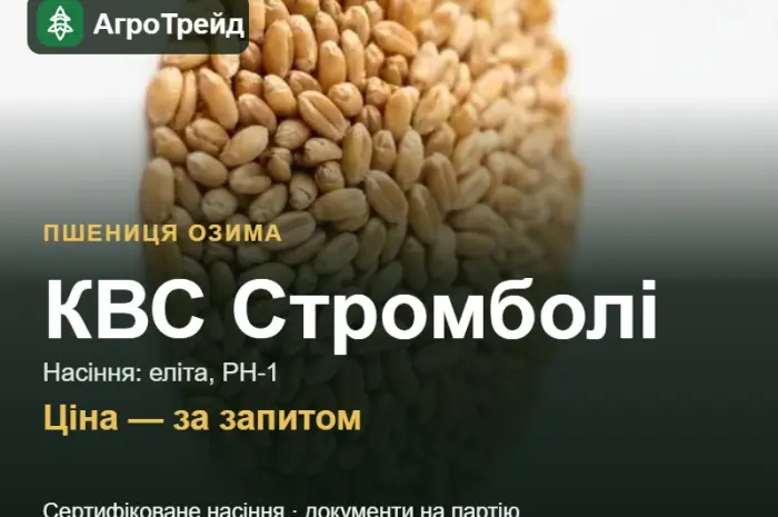 Пшениця КВС Стромболі — насіння еліта, РН-1- фото № 1