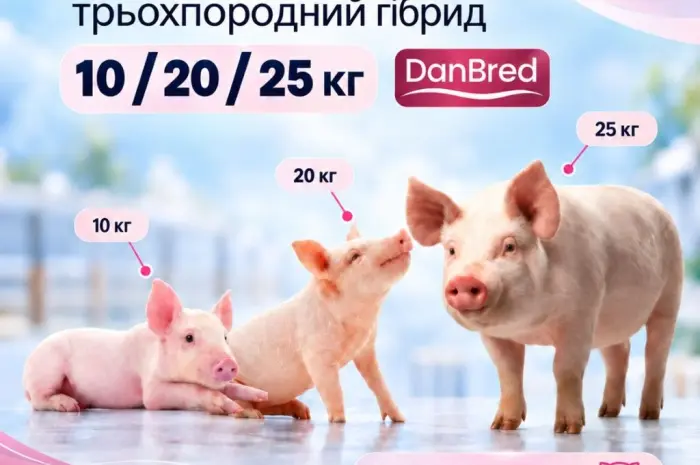 Маточник продає поросят 10/20/25 кг- фото № 1