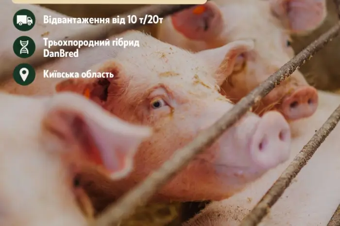 Відгодівельник продає товарних свиней- фото № 1