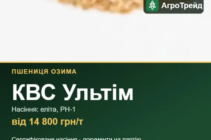 Озима пшениця КВС Ультім — насіння- фото № 1
