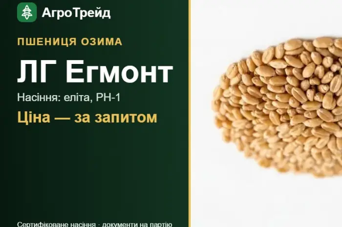 Озима пшениця ЛГ Егмонт — насіння- фото № 1