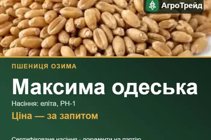 Пшениця Максима одеська для посіву- фото № 1